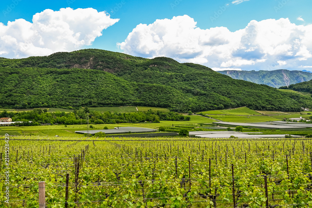 Fototapeta premium Kaltern, Caldaro, Tramin, Weinstrasse, Kalterer See, See, Lago di Caldaro, Weinberge, Weinbauer, Wanderweg, Spazierweg, Südtirol, Etschtal, Etsch, Überetsch, Frühling, Sommer, Italien