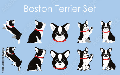 Simple and adorable Boston Terrier with a red collar illustrations set