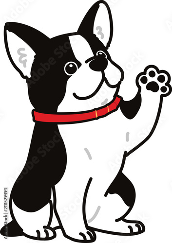 Simple and adorable Boston Terrier with a red collar illustration lifting his paw outlined