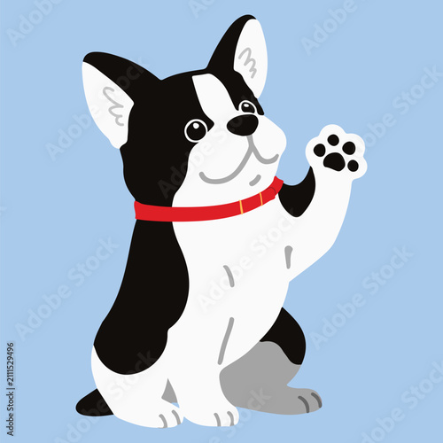 Simple and adorable Boston Terrier with a red collar illustration lifting his paw