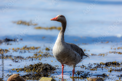 фотографія Greylag goose posing in Norway