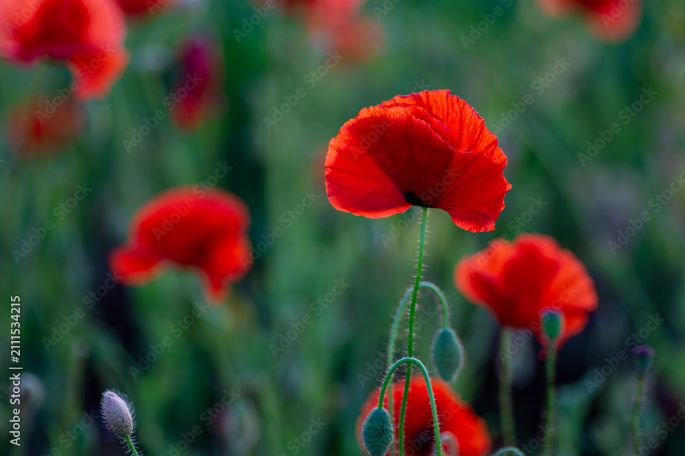 Fototapeta premium Scarlet poppy flower in the field