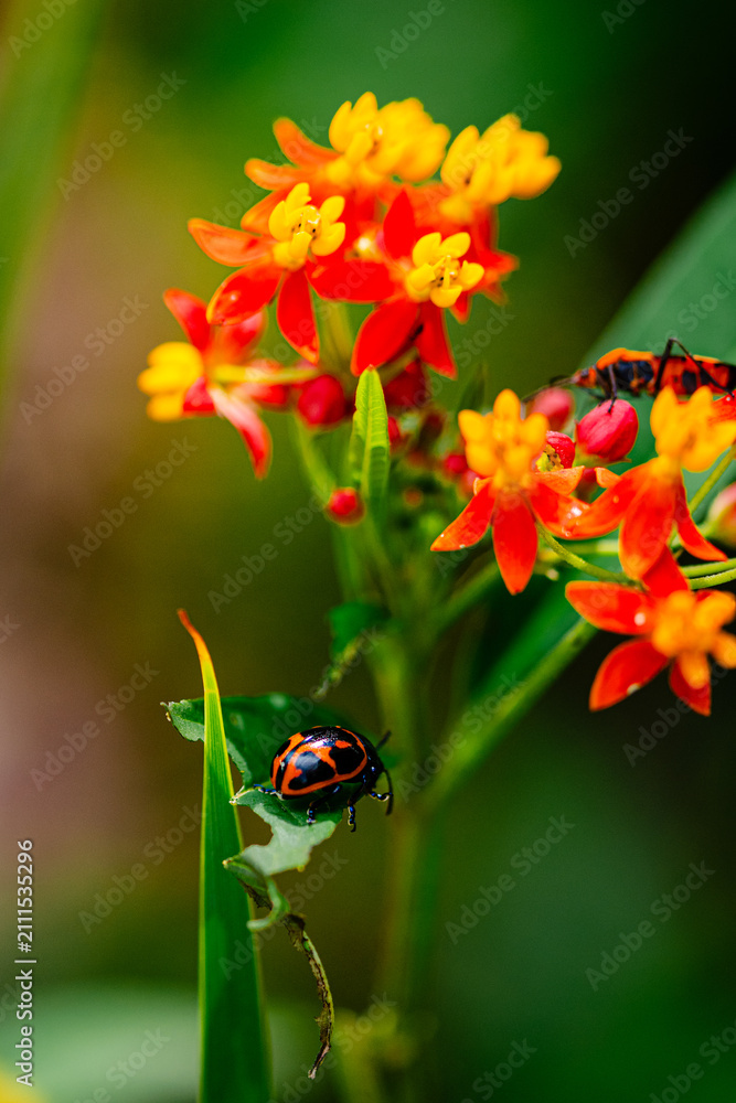 Fototapeta premium ladybug on flower
