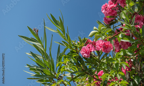Pink flowers and leaves on the oleander tree. blue sky background.