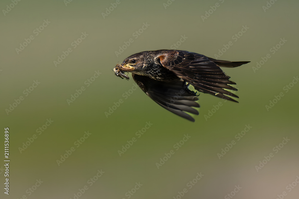Obraz premium Red-winged Blackbird (Agelaius phoeniceus) in Klamath Basin National Wildlife Refuge, OR