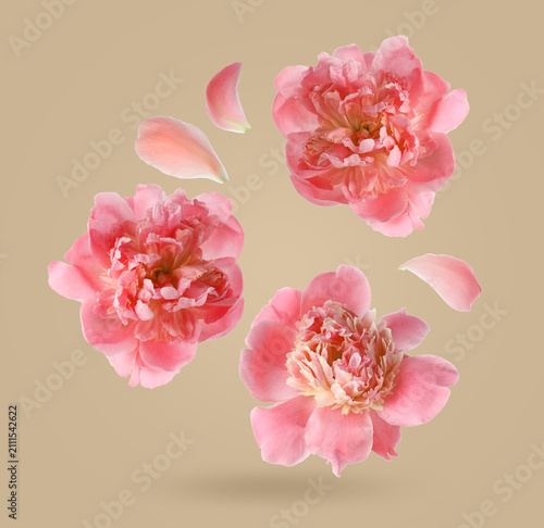 Coral peonies flying in air on greige background