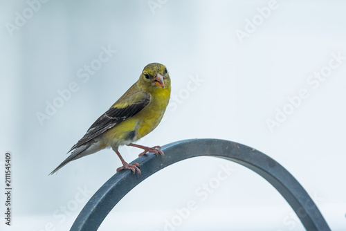 Yellow goldfinch bird perched on top of shepard's hook with light background