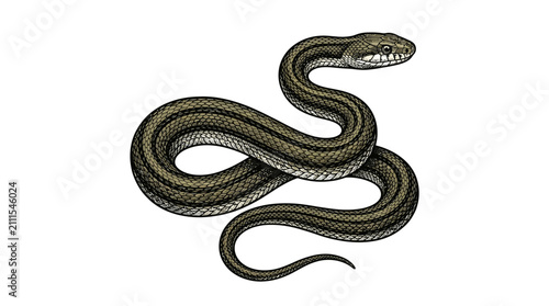 Obraz na plátně Realistic striped garter snake crawling on white background.