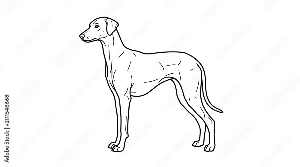 Fototapeta premium Slender Greyhound dog breed line art profile.