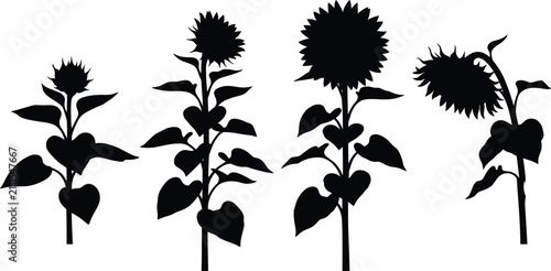 Quadro su tela Black silhouettes of sunflower plants with leaves and flower heads