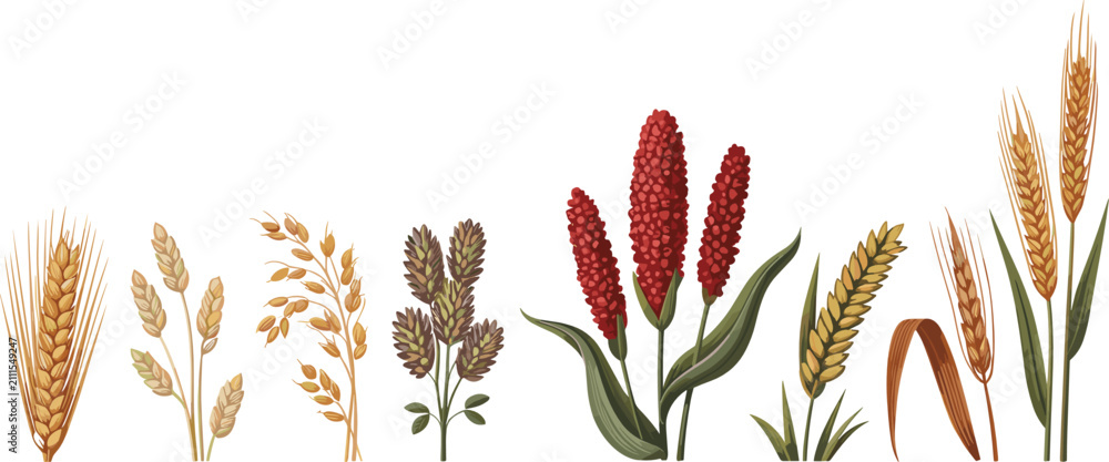 Obraz premium Cereal grains selection flat vector illustration. Rye, barley, oat, mild rice, sorghum, millet, wheat, and wild rice stalks create an agricultural crop chart.