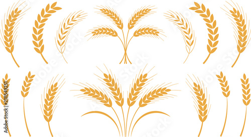 Canvastavla Golden wheat stalks flat vector illustration elements