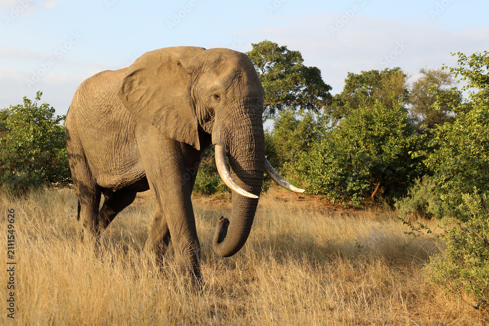 Fototapeta premium Afrikanischer Elefant / African elephant / Loxodonta africana