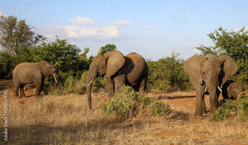 Canvas Print Afrikanischer Elefant / African elephant / Loxodonta africana