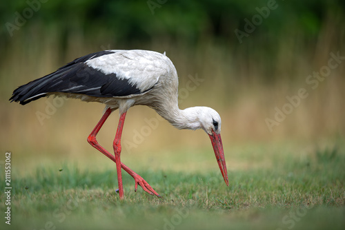 White Stork foraging on a green meadow, side view of a wild bird