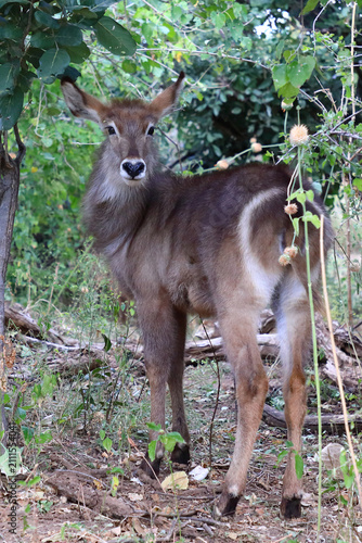 Foto Wasserbock / Waterbuck / Kobus ellipsiprymnus