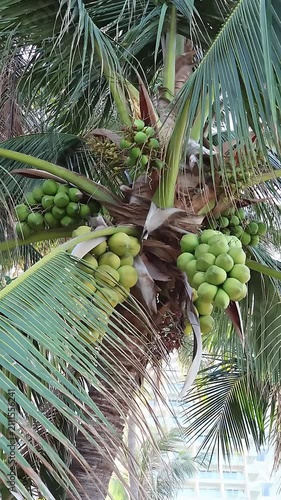 Cluster of Green Coconuts Growing on Tropical Palm Tree with Lush Fronds in Sunny Southeast Asian Garden, Fresh Organic Fruit Hanging Naturally Outdoors. Vertical Footage.