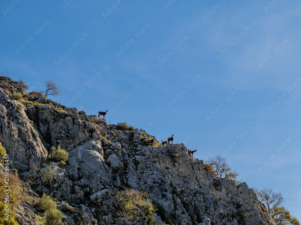 Fototapeta premium Alpine Chamois Herd On Rocky Cliff Under Clear Blue Sky