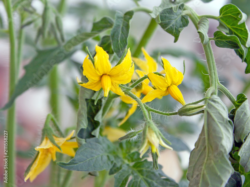 Balcony tomato plant flowers close up. Close-up of bright yellow tomato flowers growing in a pot on a balcony.