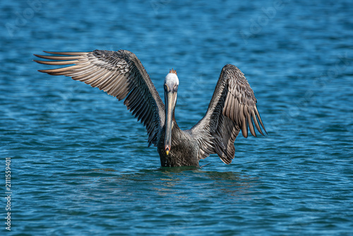 Brown Pelican with Outstretched Wings in Ocean