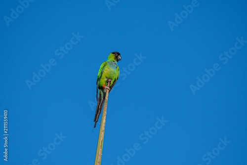 Nanday Parakeet Perched on Top Palm Tree