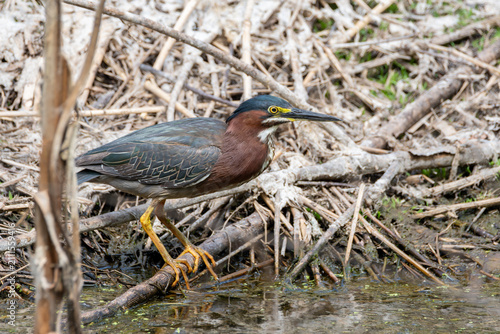 Green Heron Hunting in a Marsh