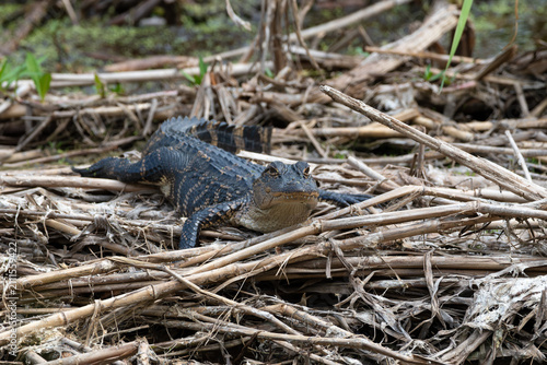 Young American Alligator Crawling on Dried Reeds