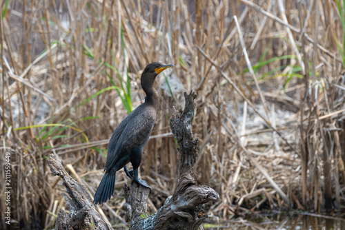 Double-Crested Cormorant Standing on Log in Marsh