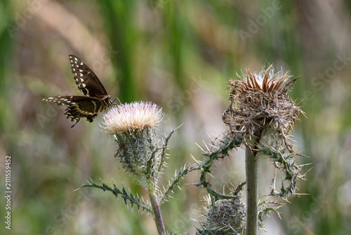 Butterfly Drinking from a Weed