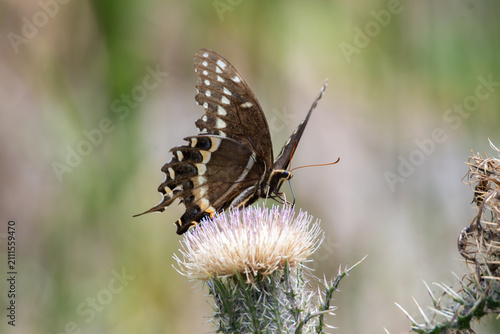 Closeup of Butterfly Drinking from a Weed