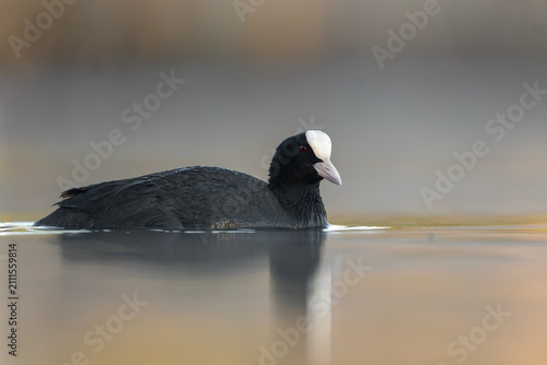 Obraz na plátne Eurasian coot swimming on calm water with a soft natural reflection