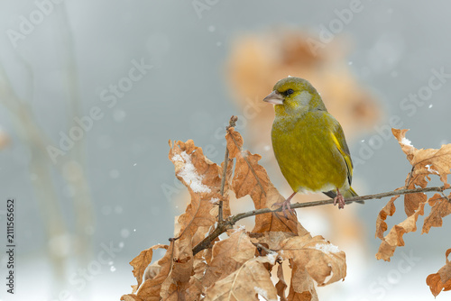 Fotografía European greenfinch perched among dry oak leaves during winter snowfall