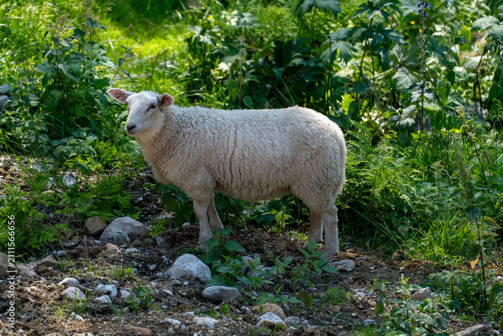 Fototapeta premium Woolly white sheep grazing among lush green bushes
