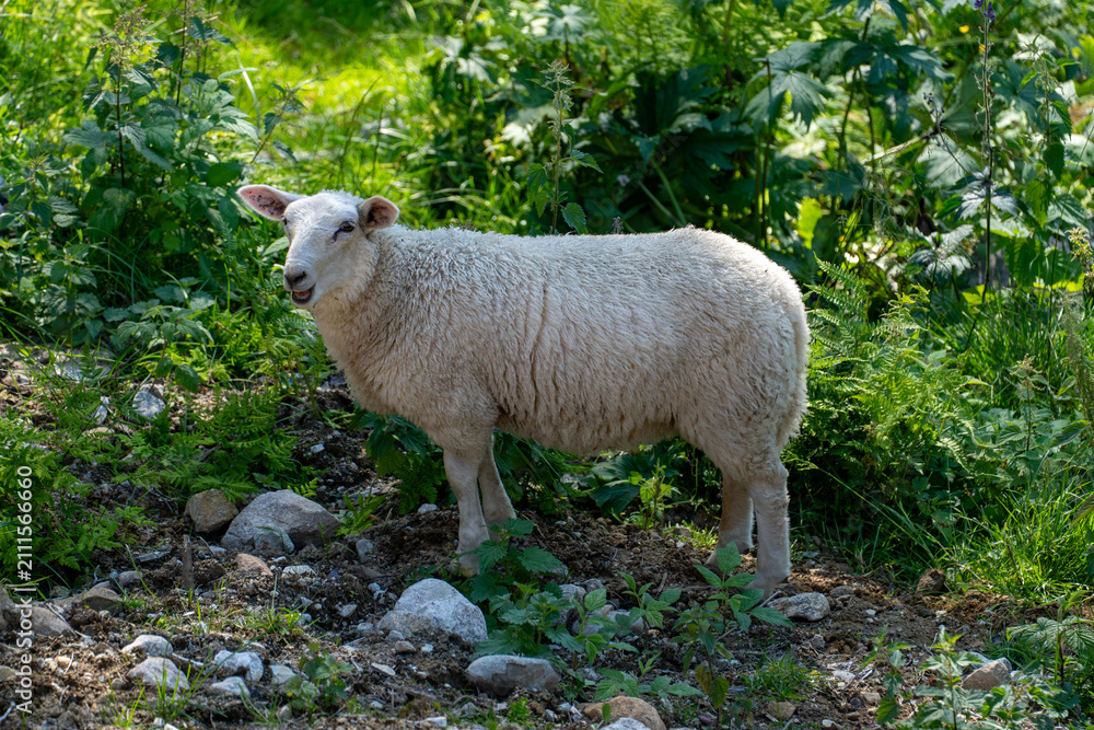 Obraz premium White sheep standing on a rocky path among green vegetation