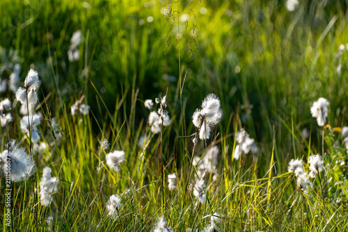 Cuadro en lienzo Fluffy white cotton grass swaying in a lush green meadow