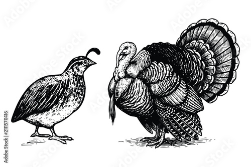 Vintage style engraving illustration of a wild quail and domestic turkey