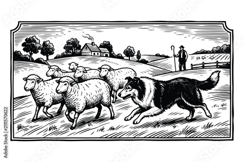 Engraving style illustration of a sheepdog herding a flock of sheep on a farm