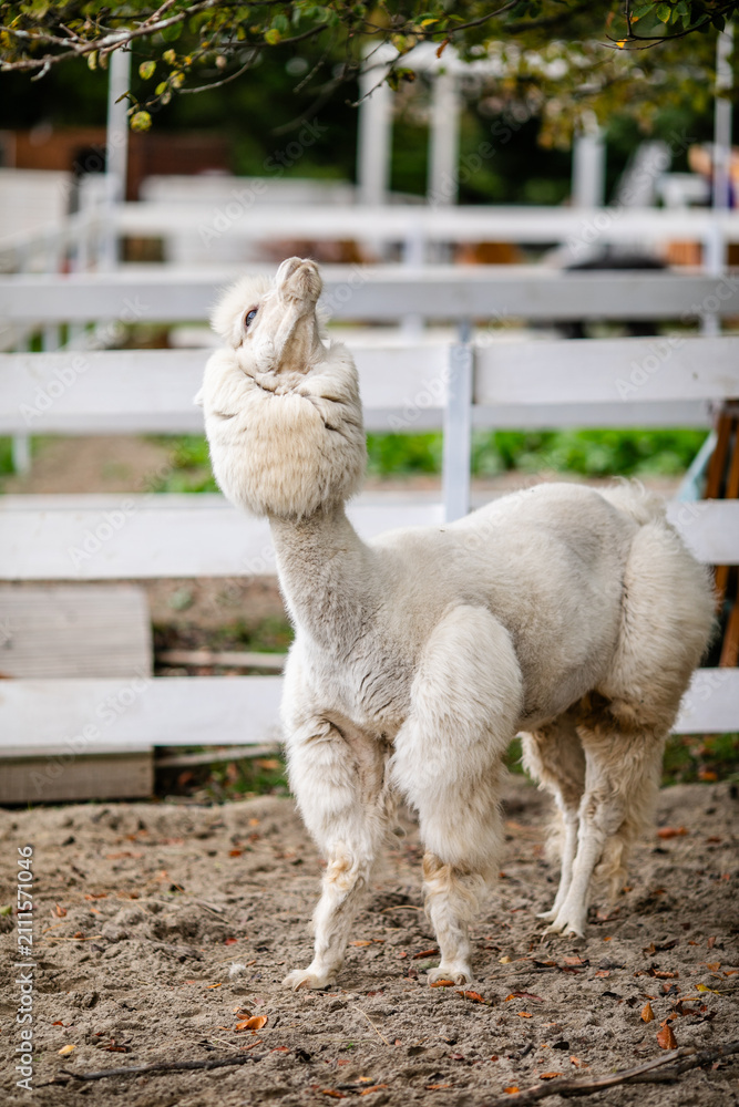 Obraz premium White alpaca grazing beside white fence in sandy outdoor paddock
