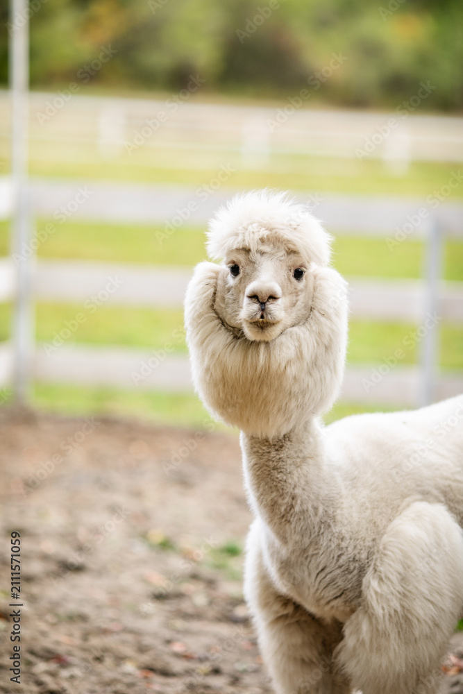 Fototapeta premium White alpaca standing in sandy paddock with blurred farm background and white fence.