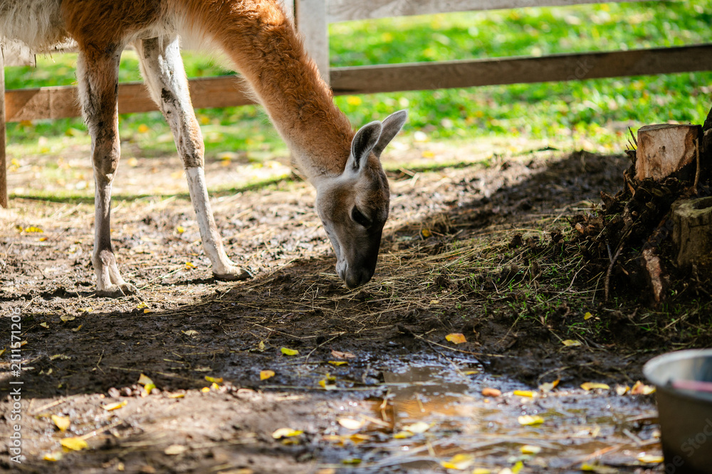 Fototapeta premium Lama grazing near puddles under tree in fenced animal park.