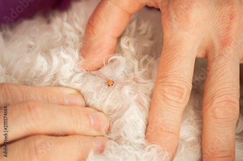 Принти на полотні Human hands part the white curly fur of a Bichon Frise dog to reveal an attached tick parasite