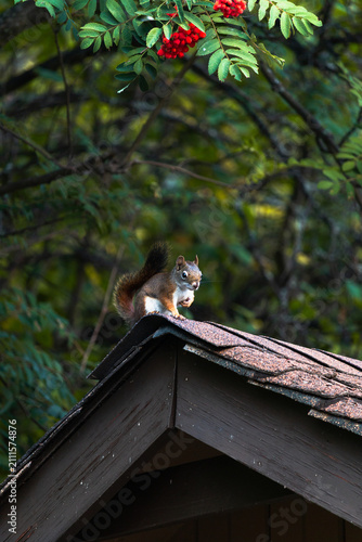 American red squirrel, Tamiasciurus hudsonicus, sits on a garden shed with mountain ash tree in background