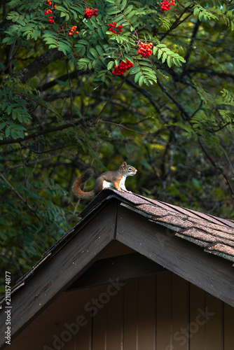 American red squirrel, Tamiasciurus hudsonicus, sitting on a shed roof beneath a mountain ash tree in early autumn