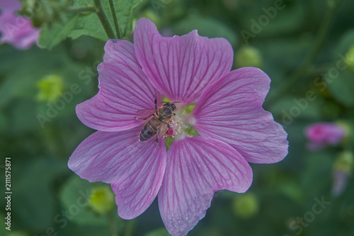 Bee Pollinates Pink Flower