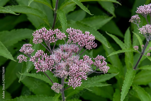 Close up texture background of a rosy pink Spotted Joe-Pye weed (eutrochium maculatum) flower in a summer pollinator garden