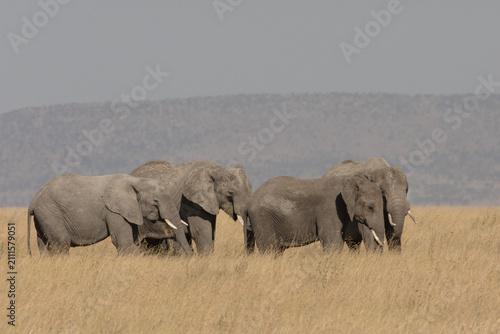 A herd of African elephants wander through the Serenegeti national park foraging on grass.