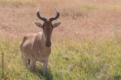 Slika na platnu A magnificent hartebeest photographed in the Serengeti during the wildebeest migration