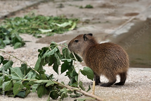 陸上で木の葉を食べるカピバラの赤ちゃん