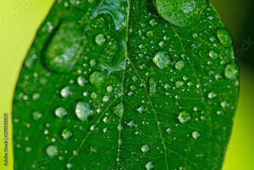 Принти на полотні morning dew drops on leaf macro photo