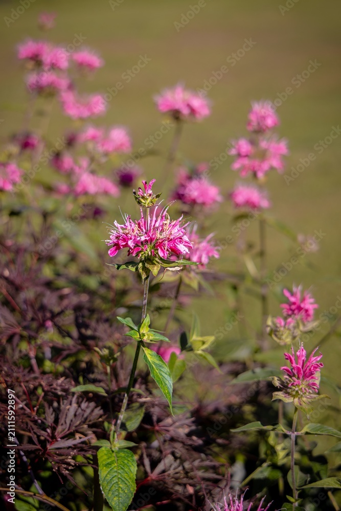 Obraz premium pink flower in the garden
